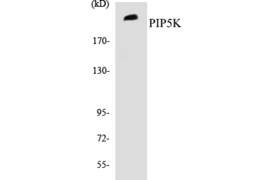 Western Blot - PIP5K Cell Based ELISA Kit (CB5559) - Antibodies.com