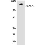 Western Blot - PIP5K Cell Based ELISA Kit (CB5559) - Antibodies.com