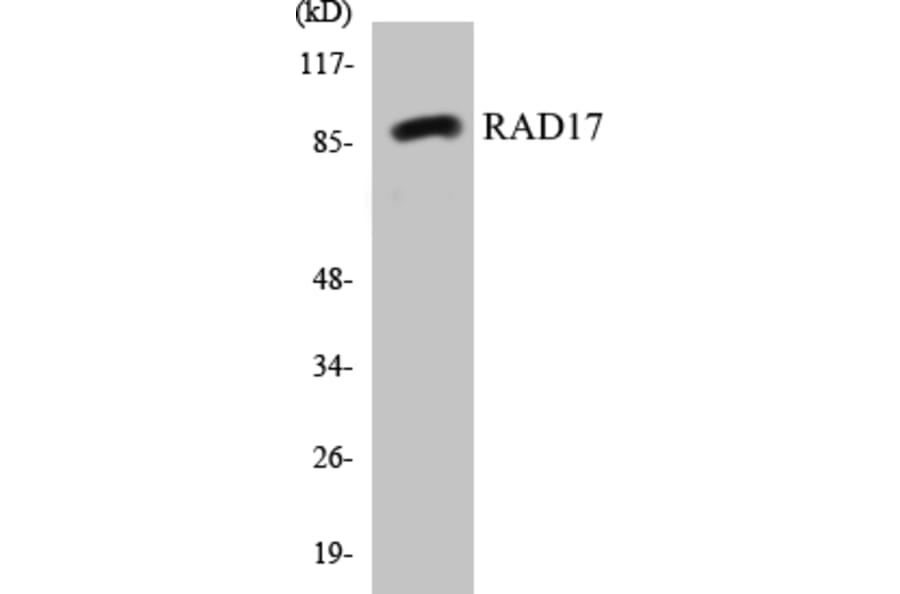 Western Blot - RAD17 Cell Based ELISA Kit (CB5597) - Antibodies.com