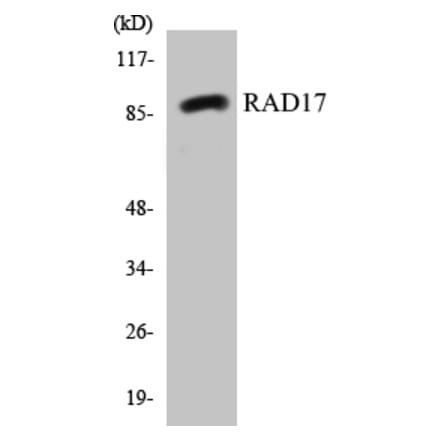 Western Blot - RAD17 Cell Based ELISA Kit (CB5597) - Antibodies.com