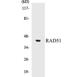 Western Blot - RAD51 Cell Based ELISA Kit (CB5598) - Antibodies.com