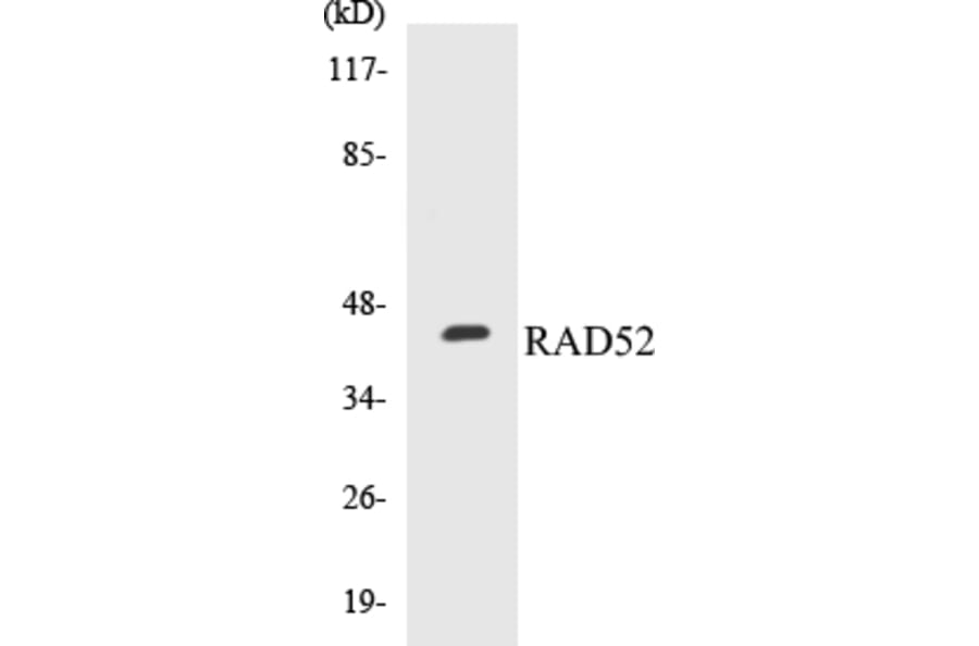 Western Blot - RAD52 Cell Based ELISA Kit (CB5599) - Antibodies.com