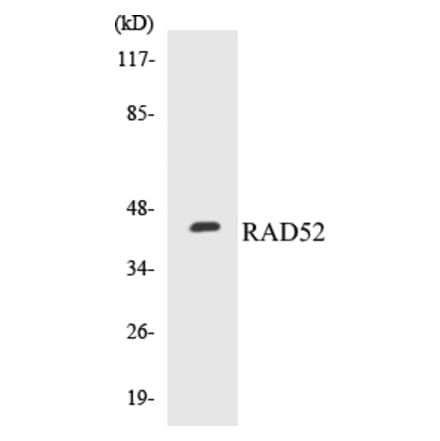Western Blot - RAD52 Cell Based ELISA Kit (CB5599) - Antibodies.com