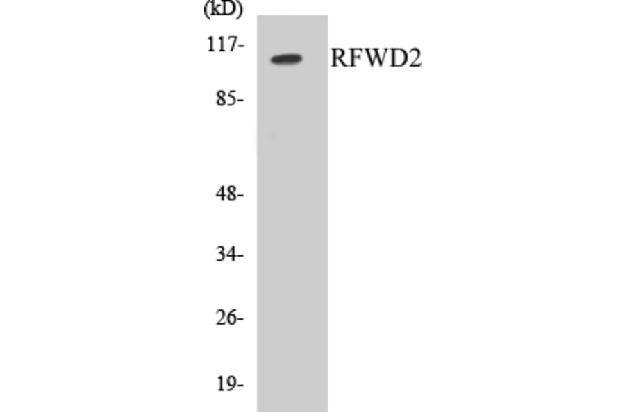 Western Blot - RFWD2 Cell Based ELISA Kit (CB5611) - Antibodies.com