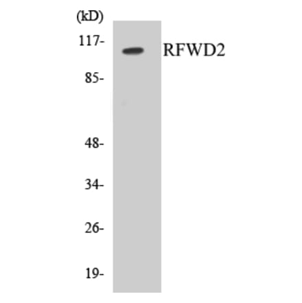 Western Blot - RFWD2 Cell Based ELISA Kit (CB5611) - Antibodies.com