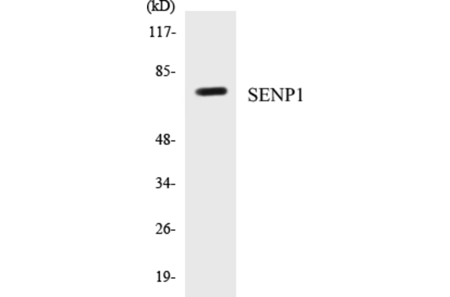 Western Blot - SENP1 Cell Based ELISA Kit (CB5620) - Antibodies.com