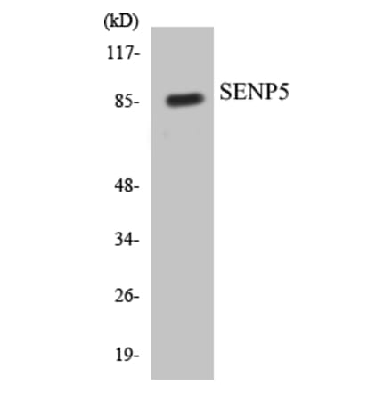 Western Blot - SENP5 Cell Based ELISA Kit (CB5622) - Antibodies.com