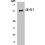 Western Blot - SENP5 Cell Based ELISA Kit (CB5622) - Antibodies.com