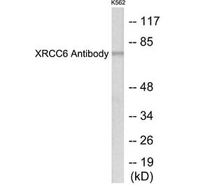 Western Blot - XRCC6 Cell Based ELISA Kit (CB5760) - Antibodies.com