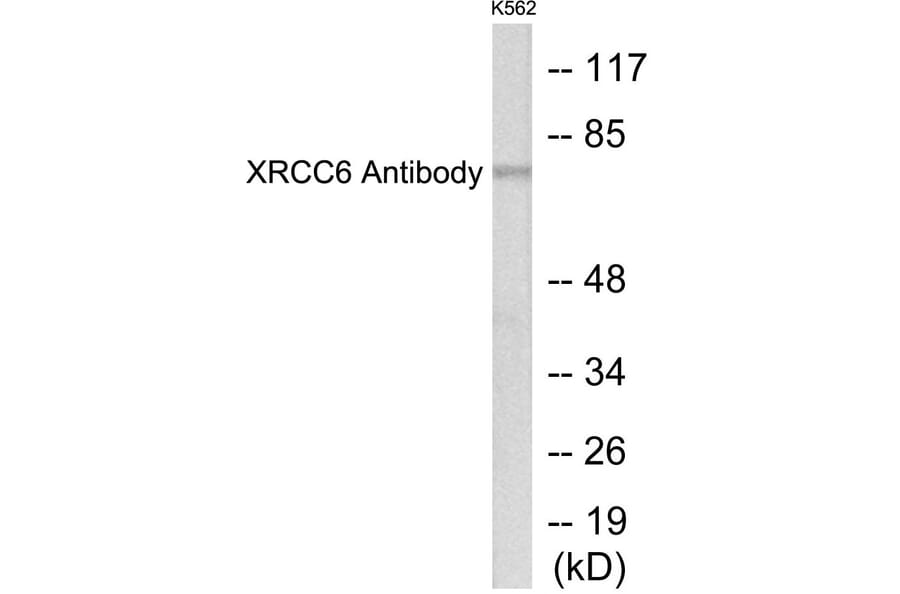 Western Blot - XRCC6 Cell Based ELISA Kit (CB5760) - Antibodies.com