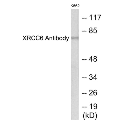 Western Blot - XRCC6 Cell Based ELISA Kit (CB5760) - Antibodies.com