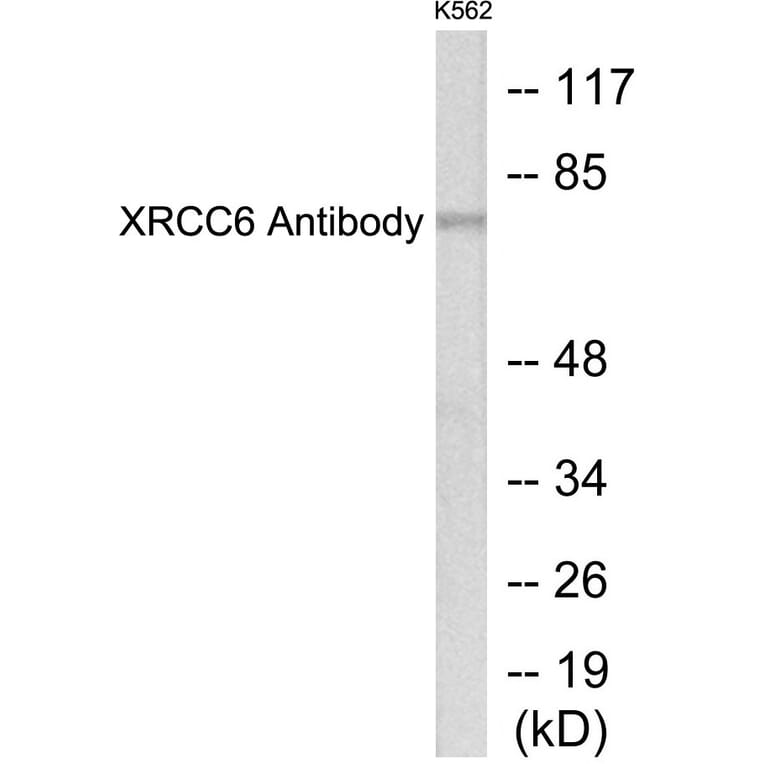 Western Blot - XRCC6 Cell Based ELISA Kit (CB5760) - Antibodies.com