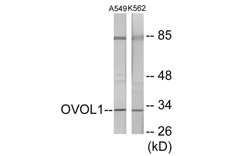 Western Blot - OVOL1 Cell Based ELISA Kit (CB5769) - Antibodies.com