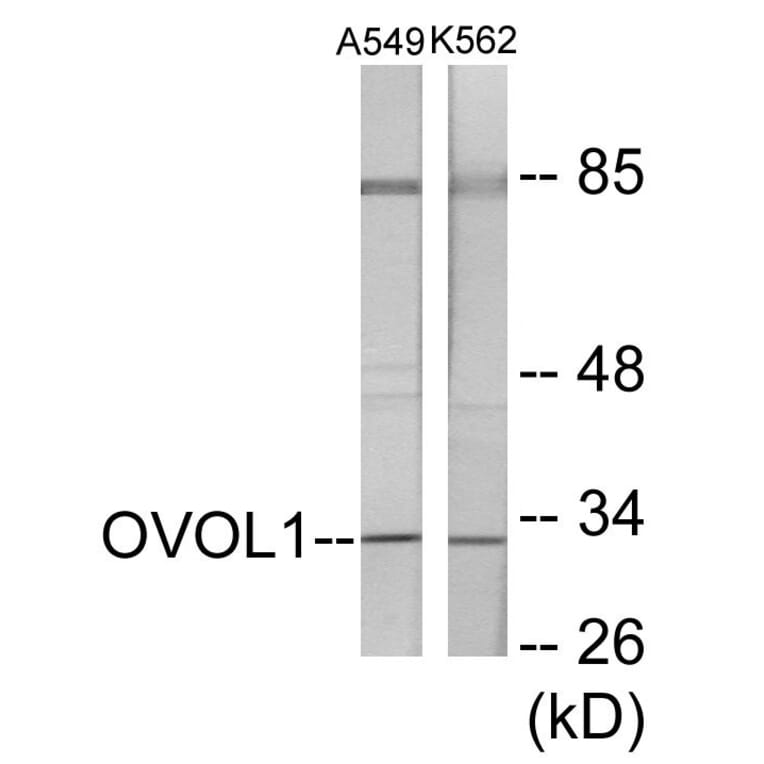 Western Blot - OVOL1 Cell Based ELISA Kit (CB5769) - Antibodies.com