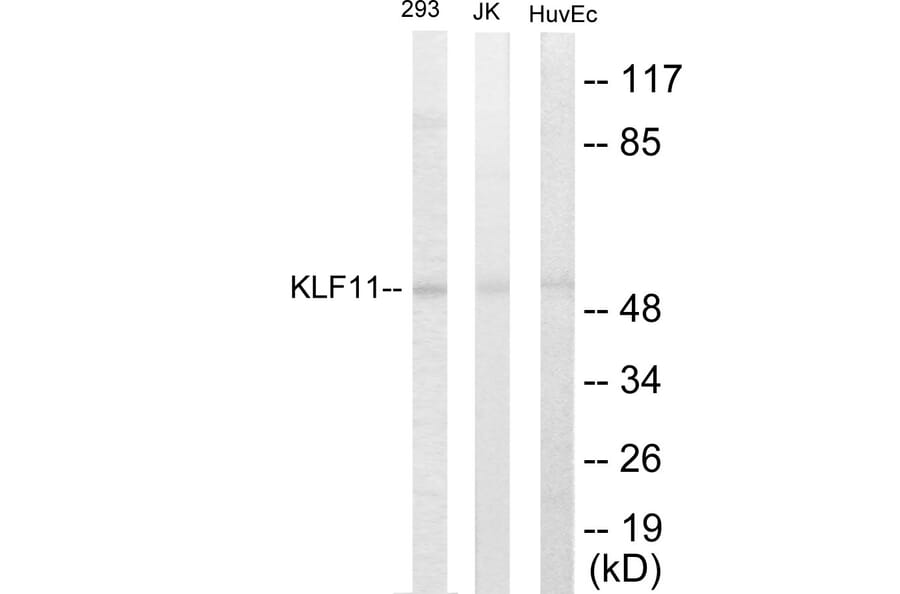 Western Blot - KLF11 Cell Based ELISA Kit (CB5773) - Antibodies.com
