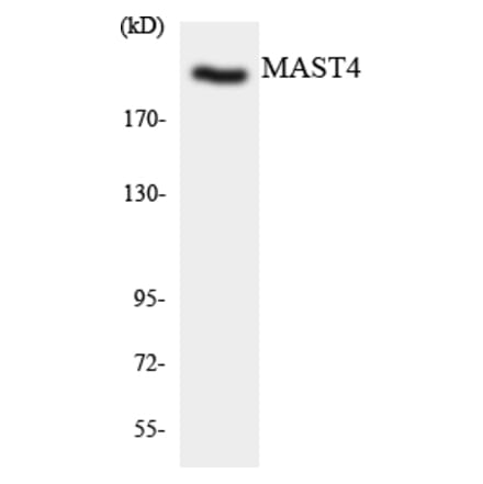 Western Blot - MAST4 Cell Based ELISA Kit (CB5775) - Antibodies.com