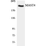 Western Blot - MAST4 Cell Based ELISA Kit (CB5775) - Antibodies.com