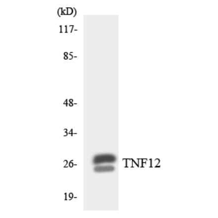 Western Blot - TNF12 Cell Based ELISA Kit (CB5783) - Antibodies.com
