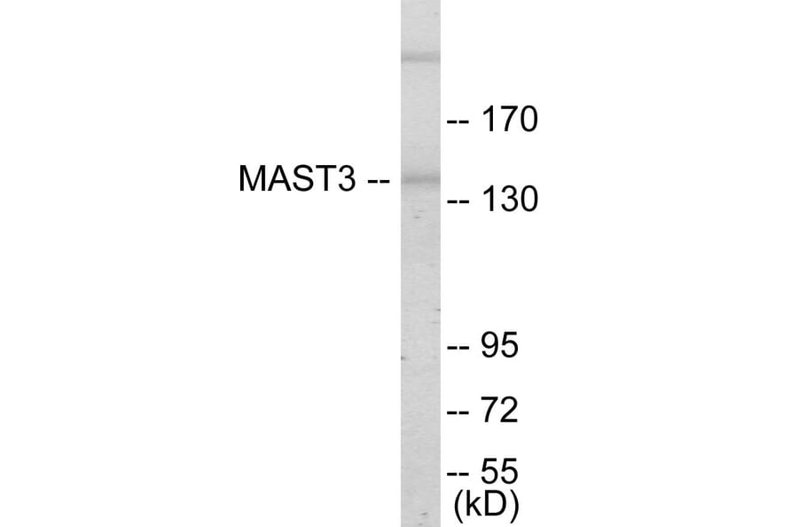 Western Blot - MAST3 Cell Based ELISA Kit (CB5787) - Antibodies.com