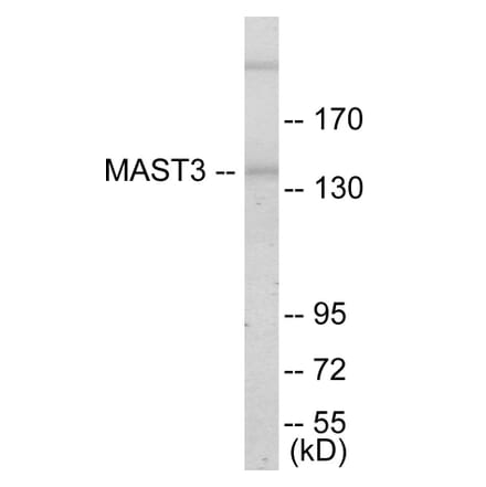 Western Blot - MAST3 Cell Based ELISA Kit (CB5787) - Antibodies.com