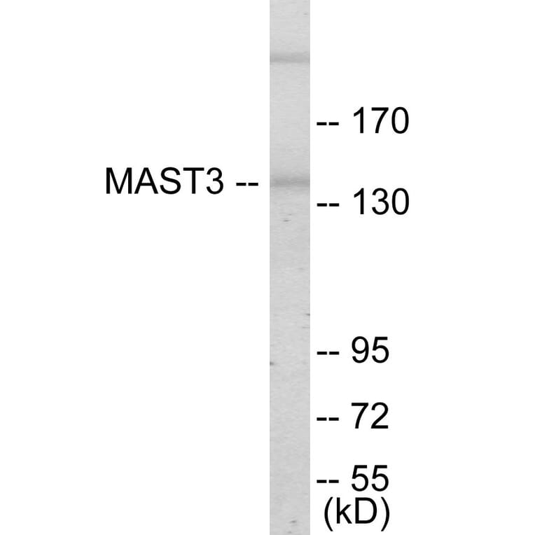 Western Blot - MAST3 Cell Based ELISA Kit (CB5787) - Antibodies.com