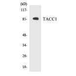 Western Blot - TACC1 Cell Based ELISA Kit (CB5800) - Antibodies.com