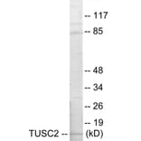 Western Blot - TUSC2 Cell Based ELISA Kit (CB5808) - Antibodies.com