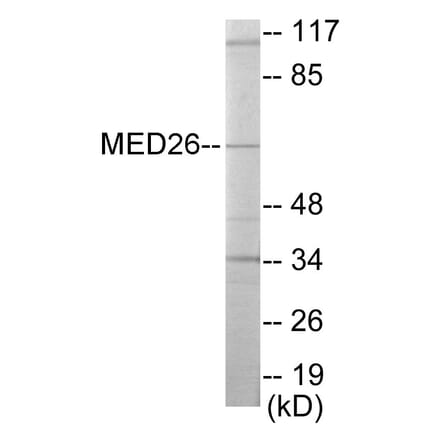 Western Blot - MED26 Cell Based ELISA Kit (CB5820) - Antibodies.com