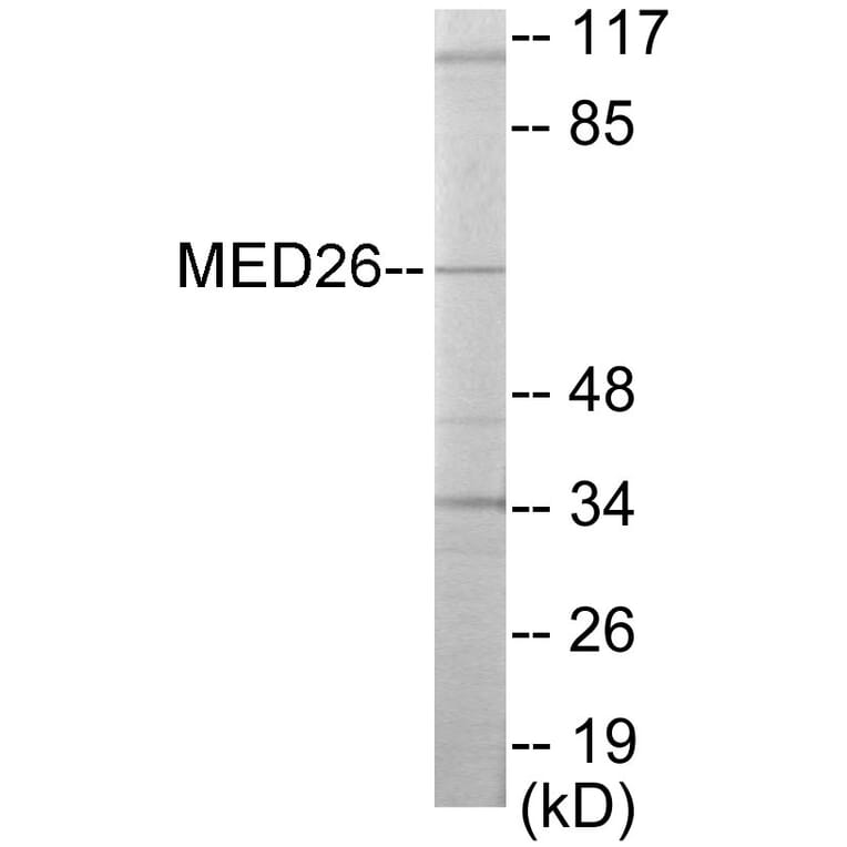Western Blot - MED26 Cell Based ELISA Kit (CB5820) - Antibodies.com