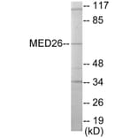 Western Blot - MED26 Cell Based ELISA Kit (CB5820) - Antibodies.com