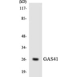 Western Blot - GAS41 Cell Based ELISA Kit (CB5824) - Antibodies.com