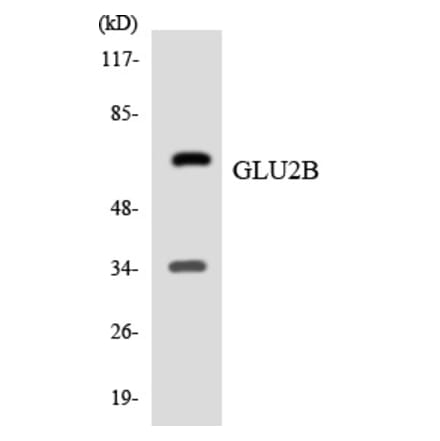 Western Blot - GLU2B Cell Based ELISA Kit (CB5840) - Antibodies.com