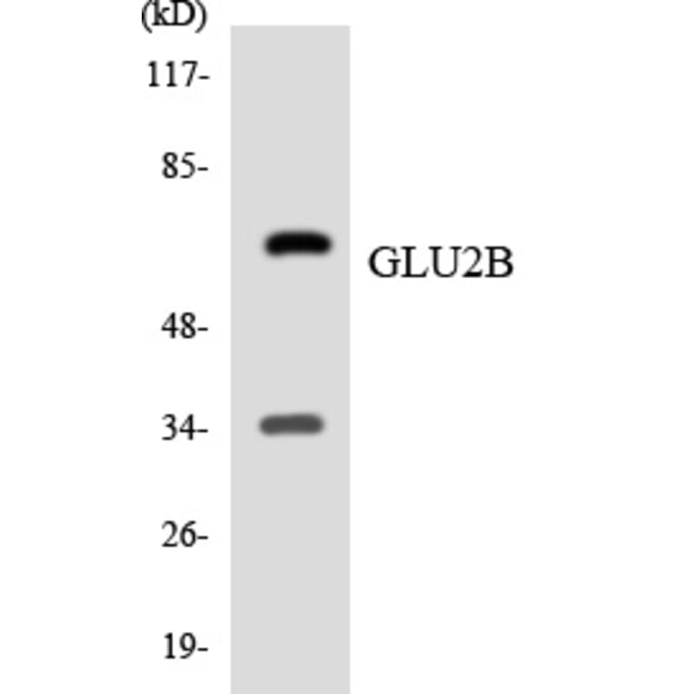 Western Blot - GLU2B Cell Based ELISA Kit (CB5840) - Antibodies.com