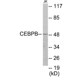 Western Blot - CEBPB Cell Based ELISA Kit (CB5848) - Antibodies.com