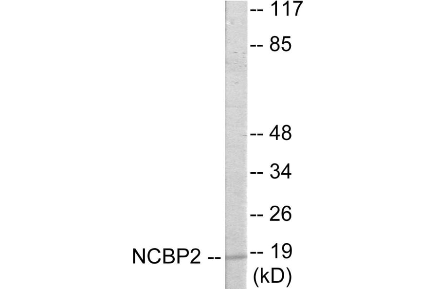 Western Blot - NCBP2 Cell Based ELISA Kit (CB5912) - Antibodies.com