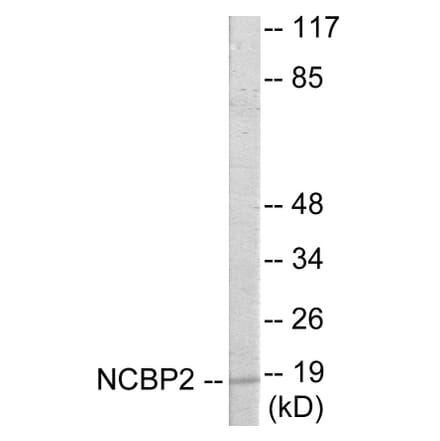 Western Blot - NCBP2 Cell Based ELISA Kit (CB5912) - Antibodies.com