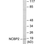 Western Blot - NCBP2 Cell Based ELISA Kit (CB5912) - Antibodies.com