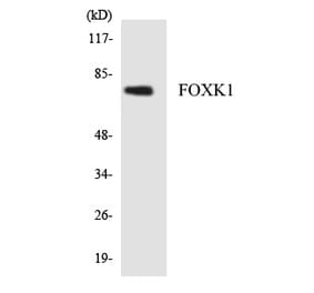 Western Blot - FOXK1 Cell Based ELISA Kit (CB5946) - Antibodies.com