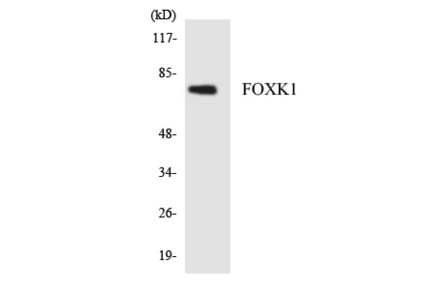 Western Blot - FOXK1 Cell Based ELISA Kit (CB5946) - Antibodies.com
