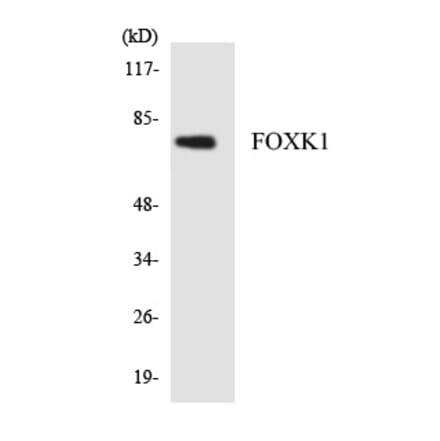 Western Blot - FOXK1 Cell Based ELISA Kit (CB5946) - Antibodies.com