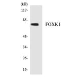 Western Blot - FOXK1 Cell Based ELISA Kit (CB5946) - Antibodies.com