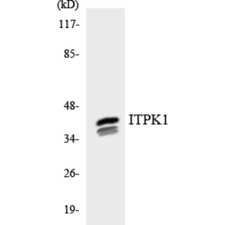 Western Blot - ITPK1 Cell Based ELISA Kit (CB5995) - Antibodies.com