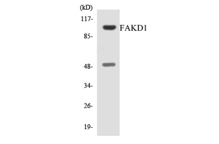 Western Blot - FAKD1 Cell Based ELISA Kit (CB6053) - Antibodies.com
