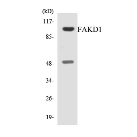 Western Blot - FAKD1 Cell Based ELISA Kit (CB6053) - Antibodies.com