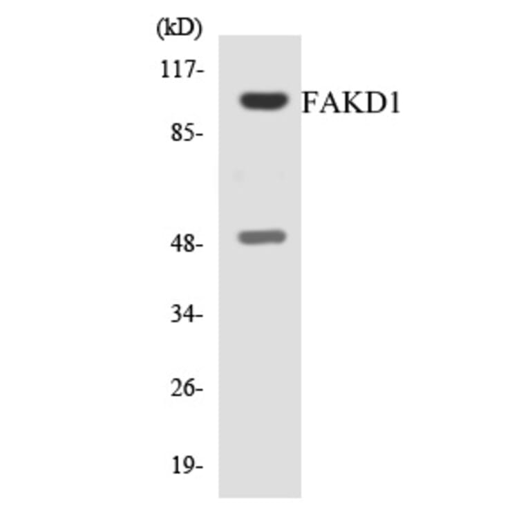 Western Blot - FAKD1 Cell Based ELISA Kit (CB6053) - Antibodies.com