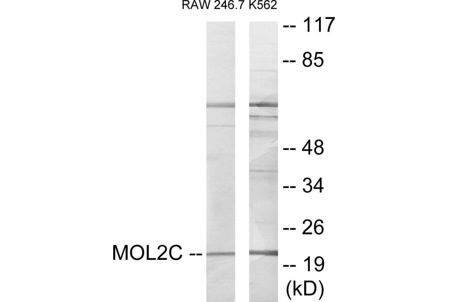 Western Blot - MOL2C Cell Based ELISA Kit (CB6066) - Antibodies.com