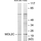 Western Blot - MOL2C Cell Based ELISA Kit (CB6066) - Antibodies.com