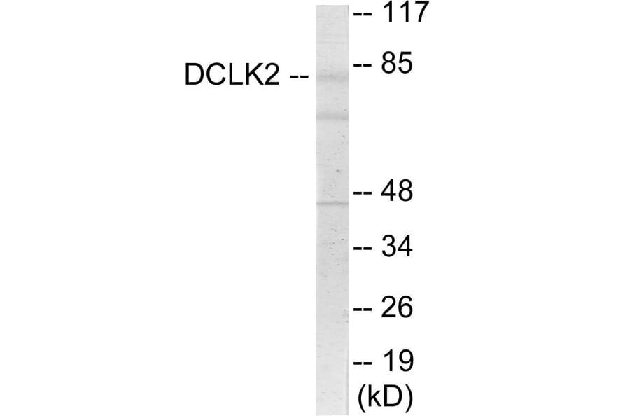 Western Blot - DCLK2 Cell Based ELISA Kit (CB6080) - Antibodies.com