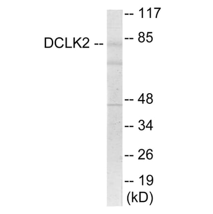 Western Blot - DCLK2 Cell Based ELISA Kit (CB6080) - Antibodies.com