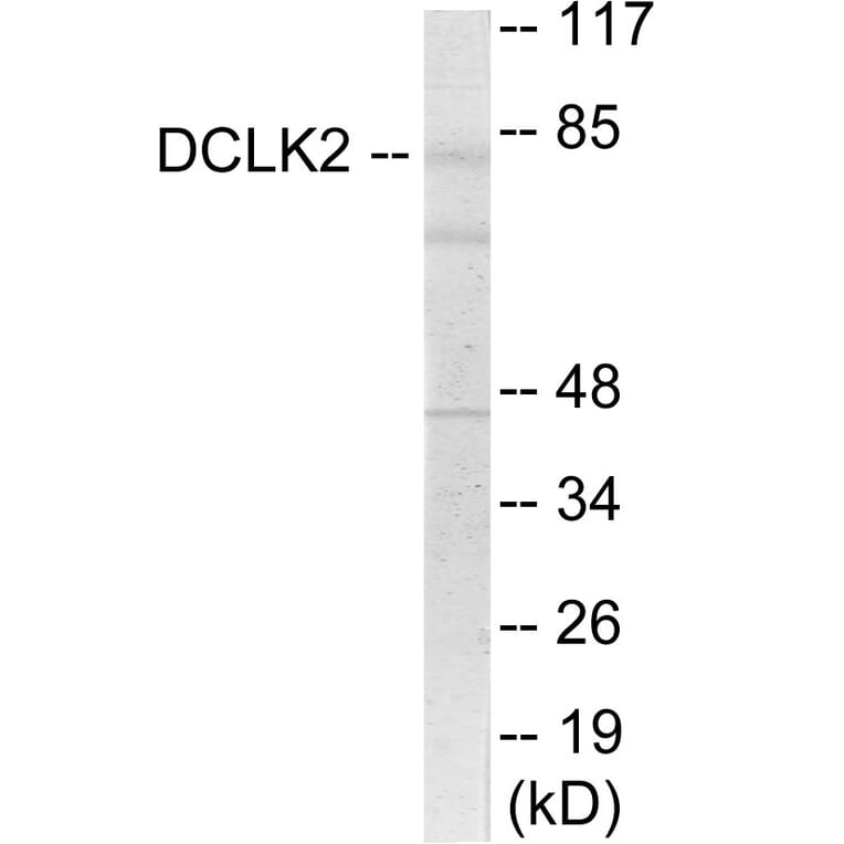 Western Blot - DCLK2 Cell Based ELISA Kit (CB6080) - Antibodies.com